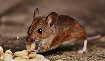 Find Exterminators in Windsor County